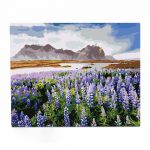 Картина по номерам «Люпины в горах»