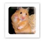 3D-стикер  "Хомяк говорит привет"