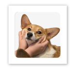 3D-стікер "Щасливий коргі"