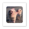 3D-стікер "Piggy selfie"