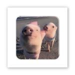 3D-стикер "Piggy selfie"