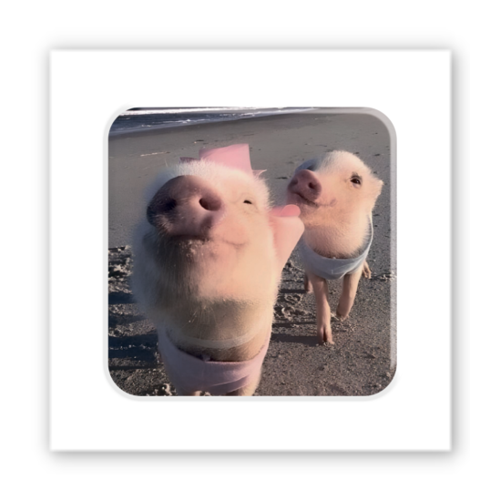 3D-стикер "Piggy selfie"