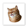 3D-стікер "Funny Cat"