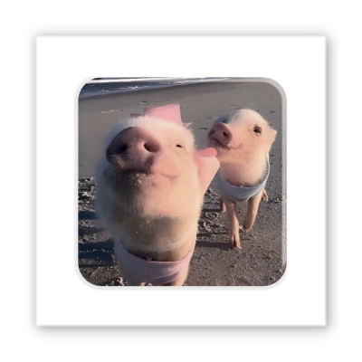 3D-стікер "Piggy selfie"