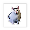 3D-стікер "Cat Says"