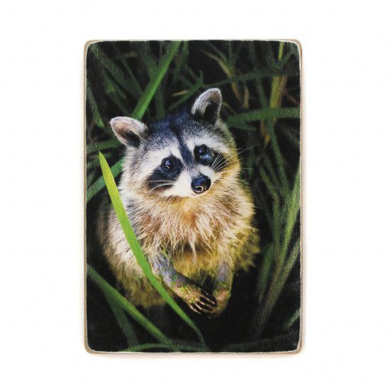 Деревянный постер "Raccon in grass"